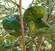 Elephant Ear Tree with Fruit