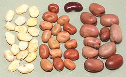 Dried, Soaked & Peeled Ful Beans