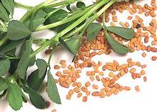 Fenugreek Springs and Seeds