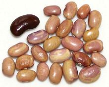 Dried brown-purple Flor de Mayo beans
