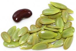 Shelled Beans