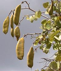 White Bauhinia Pods on Tree