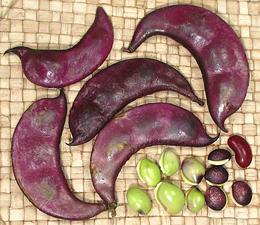 Hyacinth Beans