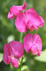 Earthnut Pea Flowers