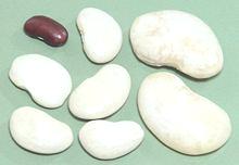 Giant White Lima beans