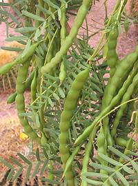 Mesquite Pods and Foliage