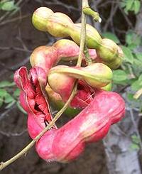 Monkeypod Pods on Tree