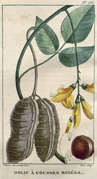 Painting of Horse Eye Bean Pods, Leaves