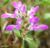 Flowering Purple Prairie Clover Plant