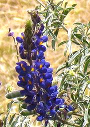 Flowering Tarwi Plant