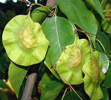 Oha Fruit and Leaves