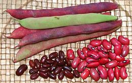 Red Silk Beans, fresh and dried