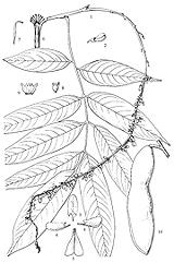 Sathon Plant, Drawing
