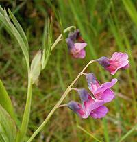 Heath Pea Flowers