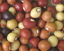 Bambara Groundnuts: Pods and Seeds
