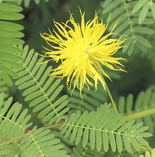 Water mimosa Flower and Foliage
