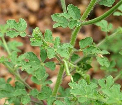 Leafy Tickweed Plant