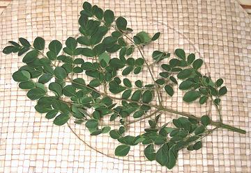 Moringa Leaves