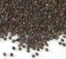 Jakhya Seeds