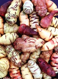 Mashua Tubers