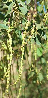 Meru Plant with Fruit