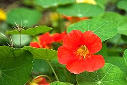 Nasturtium Flowers & Leaves