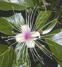 Spider Plant Flower & Leaves