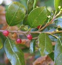 Shiny-Leaf Buckthorn Twig with Leaves and Berries