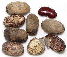 Calabash Nutmeg Seeds, whole and opened