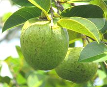 Pond Apples on Tree