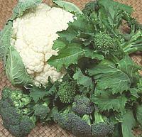 Mix of Cabbage Flowers