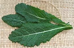 Dinosaur Kale Leaves