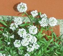 Flowering Alyssum