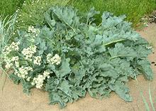 Flowering Sea Kale Plant