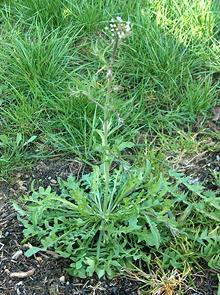 Flowering Shepherd's Purse Plant