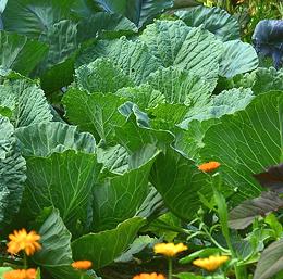 Spring Greens in Garden