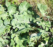 Wild Cabbage