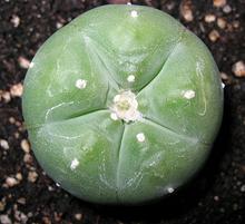 Peyote cactus