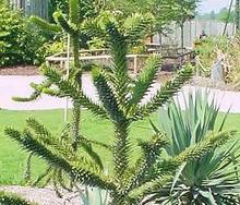 Monkey Puzzle