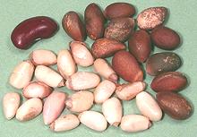 Pine Nuts