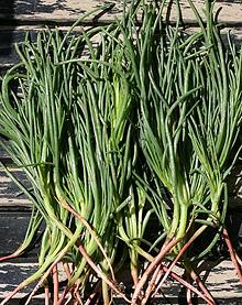 Agretti Plants, harvested