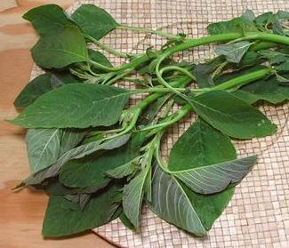 American Amaranth Greens