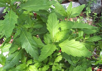 Live Epazote Plants