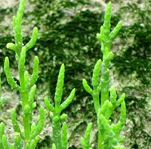 Samphire Plant