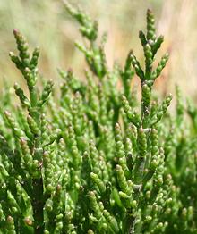 Live Saltwort Plants