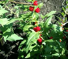 Live Leafy Goosefoot Plant