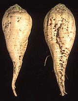 Sugar Beets