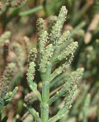 American Glasswort