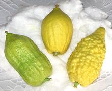 Whole Etrog Citrons