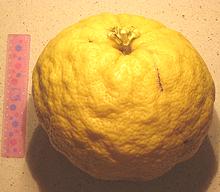 Whole Ponderosa Lemon